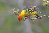 Western Tanager