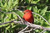 Summer Tanager