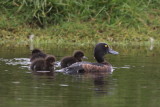 Tufted Duck