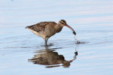 Bristle-thighed Curlew (Kioea)