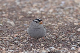 White-crowned Sparrow