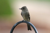 Western Wood-Pewee