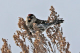 Common Redpoll