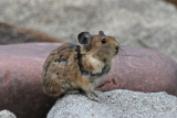 Lagomorpha: Rabbits