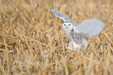 Landing in a Cornfield: Female/Juvenile Snowy Owl: SERIES of Two Images