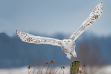 Taking Flight 2: Female Snowy Owl