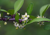 Deciduous holly (Ilex decidua)