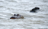 American Alligator