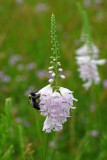 Physostegia angustifolia