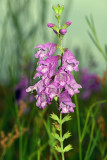 Physostegia pulchella