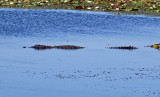 American Alligator