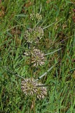 Asclepias longifolia