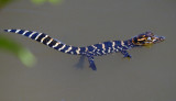 American Alligator hatchling