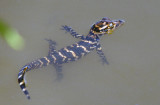 American Alligator hatchling