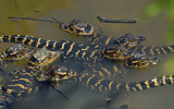 American Alligator hatchlings