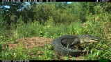 Game cam pics of mother gator digigng out nest and carrying young to water.