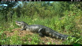 Game cam pics of mother gator digigng out nest and carrying young to water.