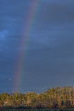 Rainbow over Heronry