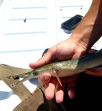 Alligator Gar