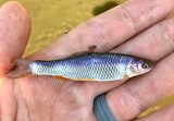 Steelcolor Shiner
