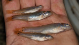 Bullhead Minnows