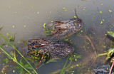 Gator Brood - 2nd year young at winter den,