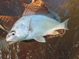 Freshwater Drum