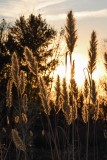 Giant Plumegrass (Saccharum giganteum)