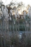 Giant Plumegrass (Saccharum giganteum)