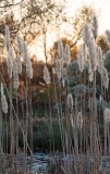 Giant Plumegrass (Saccharum giganteum)