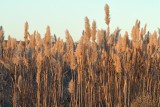 Giant Plumegrass (Saccharum giganteum)