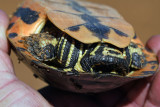 Western Chicken Turtle