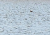 Black Scoter