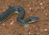 Kingsnakes