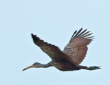 Limpkin