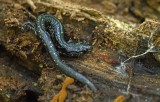 Salamanders