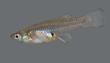 Western Mosquitofish