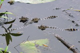 American Alligator hatchlings