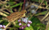 Ocola Skipper