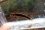 Goldstripe Darter