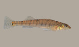 Logperch