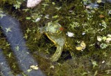 Red-eared Slider