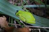 Green Treefrog