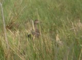 Waterfowl