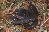 Western Mudsnake