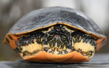 Western Chicken Turtle