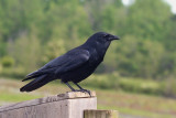 Fish Crow