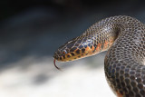 Western Mudsnake