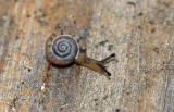 Land Snails