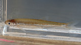 Emerald Shiner